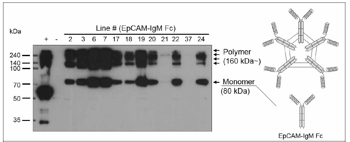 EpCAM-IgM Fc를 발현하는 식물형질전환체의 단백질 발현 여부 확인