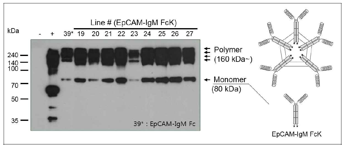 EpCAM-IgM FcK를 발현하는 식물형질전환체의 단백질 발현 여부 확인