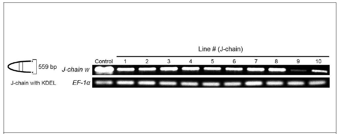 J-chain with KDEL을 발현하는 식물형질전환체의 genomic DNA 추출 후 PCR을 통해 유전자 확인
