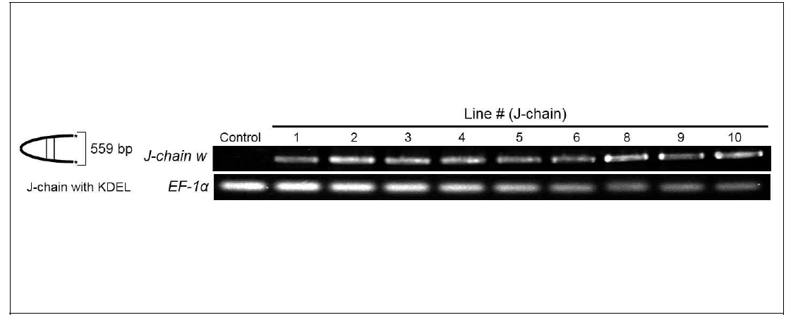 J-chain with KDEL을 발현하는 식물형질전환체를 RT-PCR을 통해 전사 여부 확인