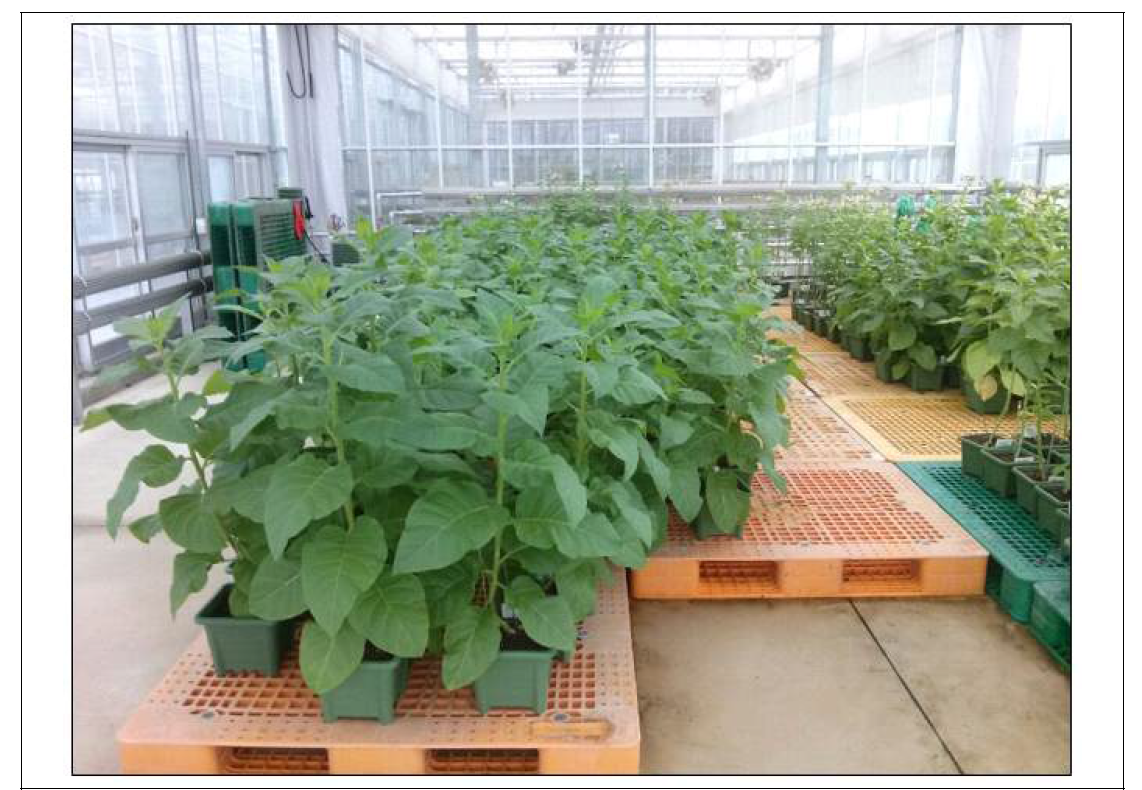 EpCAM-Fc 항원-항체 융합백신단백질을 발현하는 모델식물 (담배) 형질전환체 구축 완료 및 대량 재배