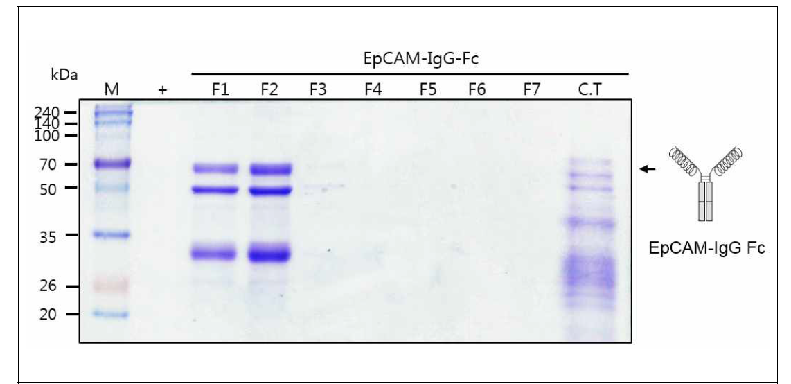 EpCAM-IgG Fc를 발현하는 형질전환 담배 식물에서 항원-항체 융합백신 단백질 정제