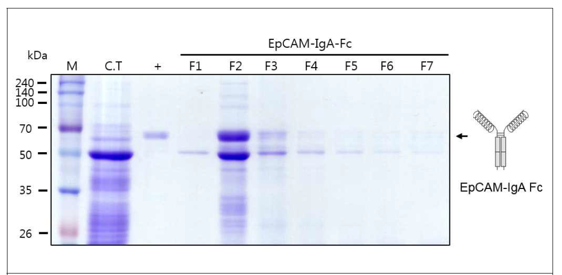 EpCAM-IgA Fc를 발현하는 형질전환 담배 식물에서 항원-항체 융합백신 단백질 정제