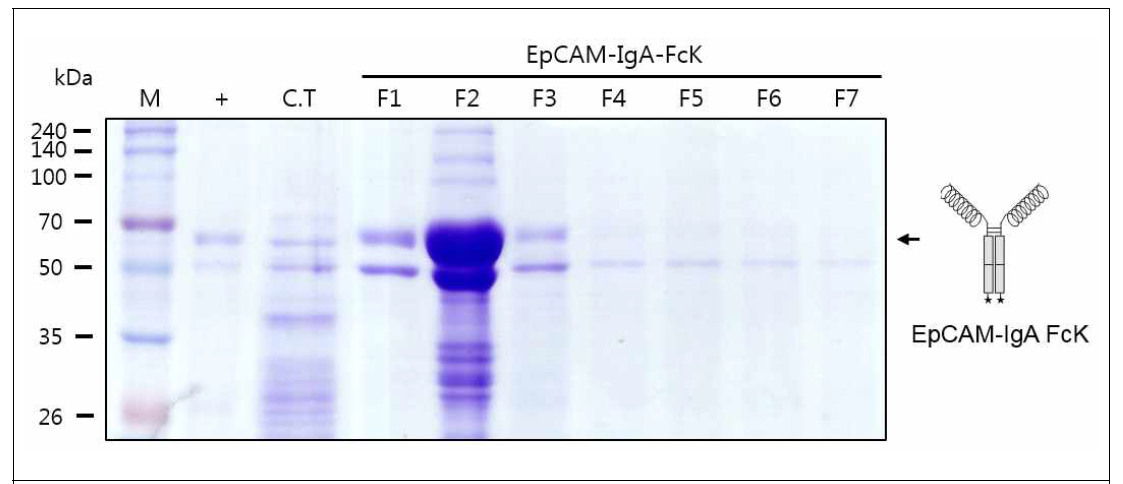 EpCAM-IgA FcK를 발현하는 형질전환 담배 식물에서 항원-항체 융합백신 단백 질 정제