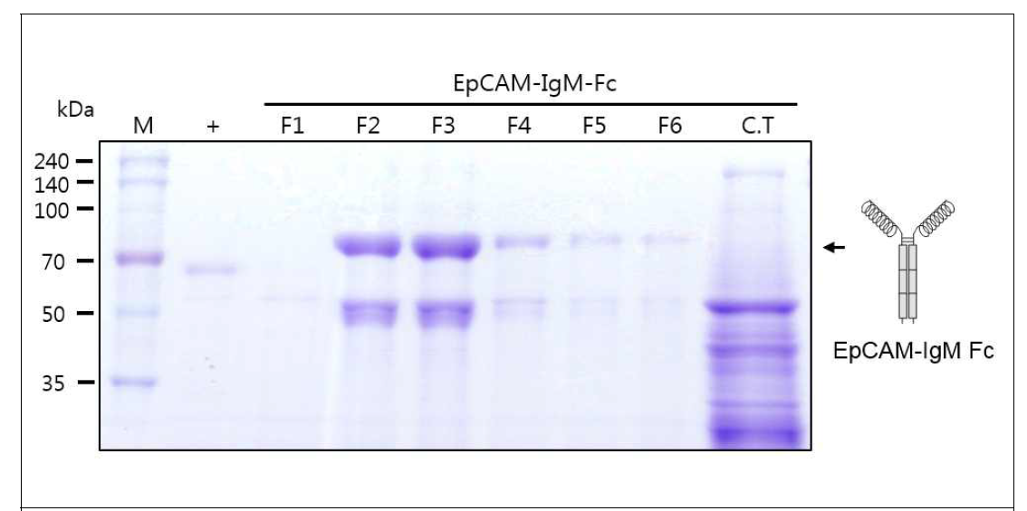 EpCAM-IgM Fc를 발현하는 형질전환 담배 식물에서 항원-항체 융합백신 단백질 정제