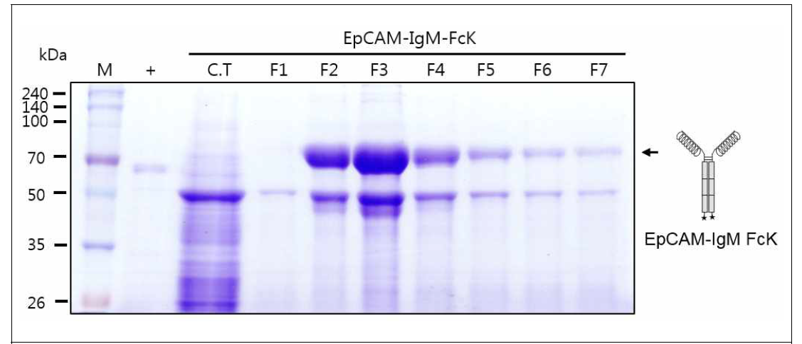 EpCAM-IgM FcK를 발현하는 형질전환 담배 식물에서 항원-항체 융합백신 단백 질 정제