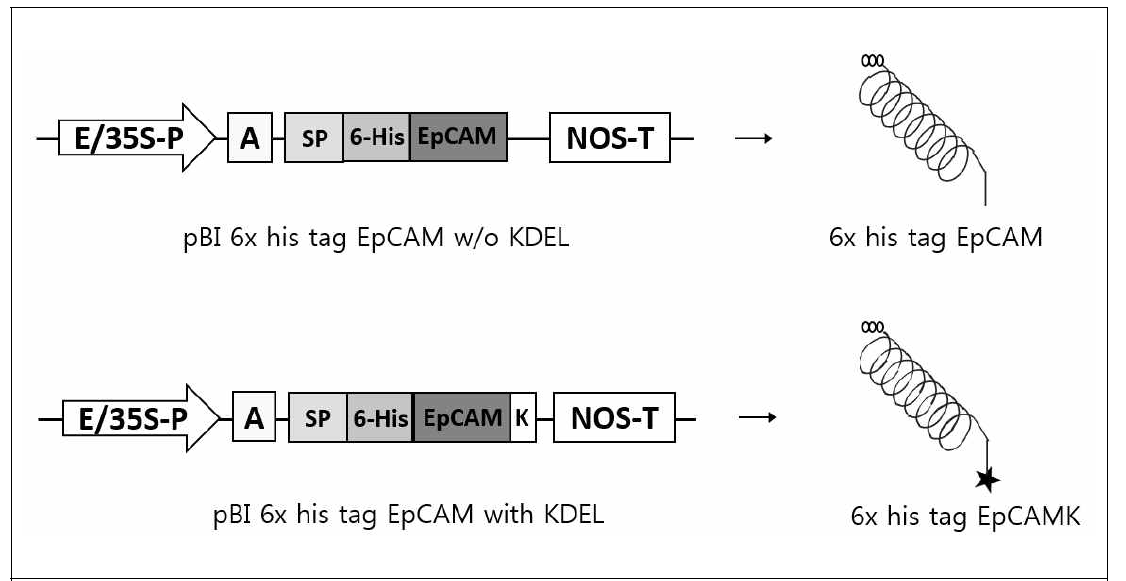 기존의 항원-항체 융합단백질과 Fc fragment가 없는 EpCAM의 비교를 위해 His-EpCAM w/o KDEL, HIS-EpCAM with KDEL 융합단백질 발현 식물 벡터 구축을 위한 diagram