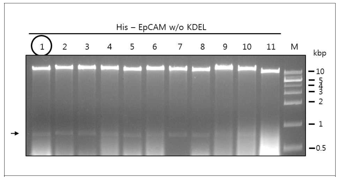 기존의 항원-항체 융합단백질과 Fc fragment가 없는 EpCAM의 비교를 위해 His-EpCAM w/o KDEL 융합단백질 발현 식물 벡터 구축 확인
