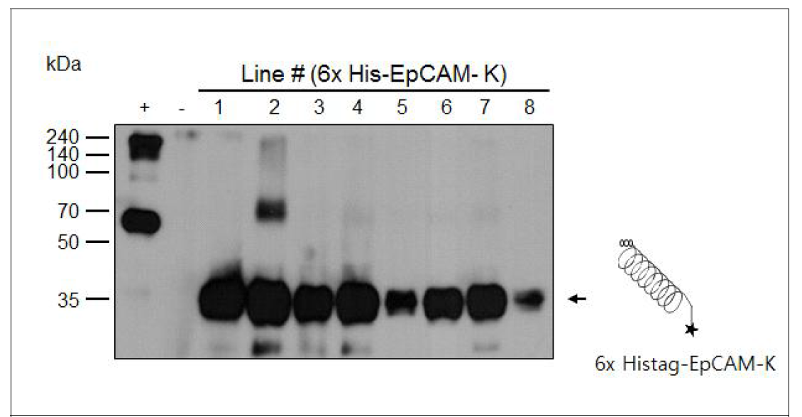 EpCAM-K를 발현하는 식물형질전환체의 단백질 발현 여부 확인