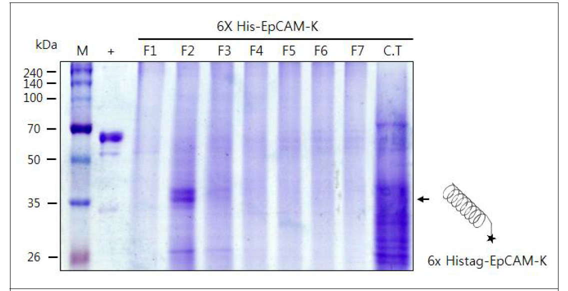 EpCAM-K를 발현하는 형질전환 담배 식물에서 항원-항체 융합백신 단백질 정제