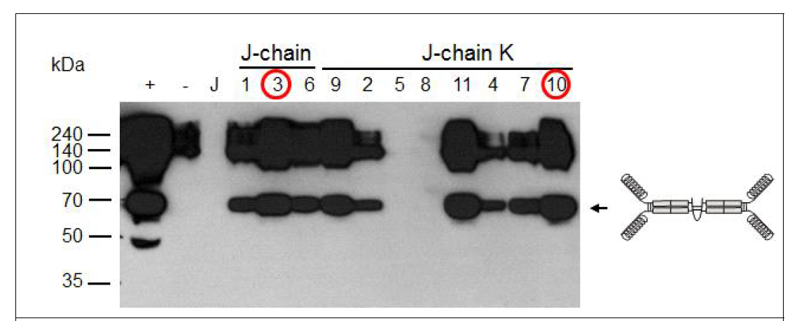 EpCAM-IgA Fc * J-chain 또는 EpCAM-IgA Fc * J-chainK를 발현하는 식물형 질전환체의 단백질 발현 여부 확인