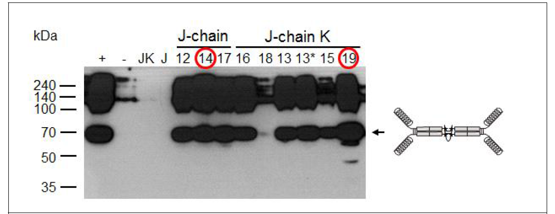 EpCAM-IgA FcK * J-chain 또는 EpCAM-IgA FcK * J-chainK를 발현하는 식 물형질전환체의 단백질 발현 여부 확인