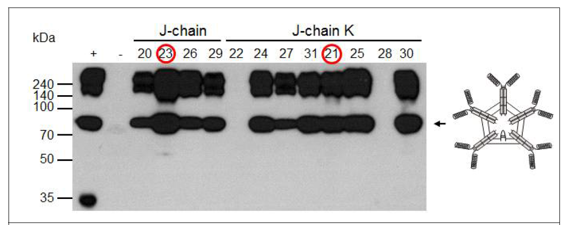 EpCAM-IgM Fc * J-chain 또는 EpCAM-IgM Fc * J-chainK를 발현하는 식물형 질전환체의 단백질 발현 여부 확인