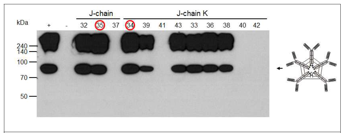 EpCAM-IgM FcK * J-chain 또는 EpCAM-IgM FcK * J-chainK를 발현하는 식 물형질전환체의 단백질 발현 여부 확인