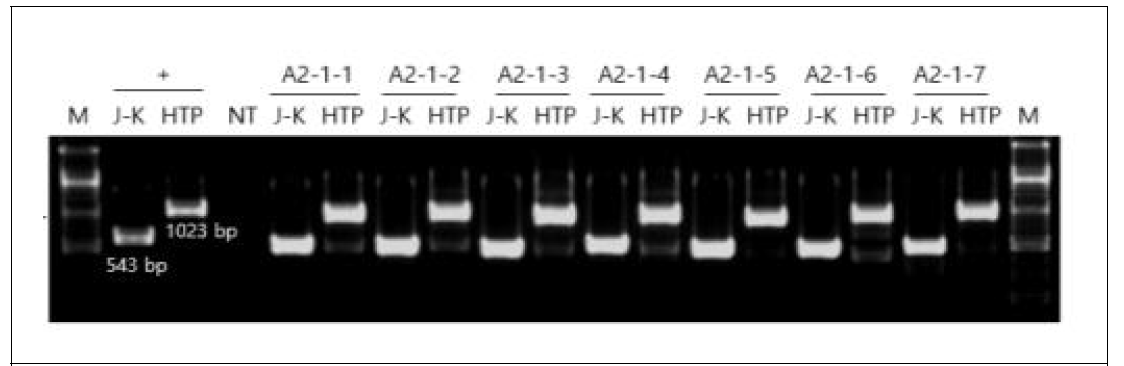 J chain KDEL 도입 T1 개체 PCR검정