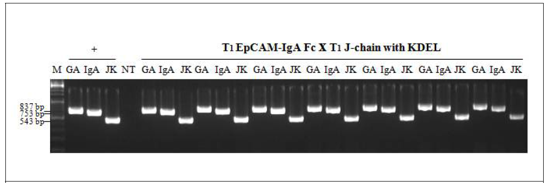 EpCAM-IgA x J chain KDEL 도입 T1 x T1 개체 PCR검정