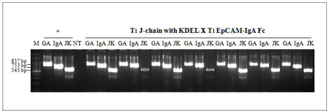 J chain KDEL x EpCAM-IgA 도입 T1 x T1 개체 PCR검정