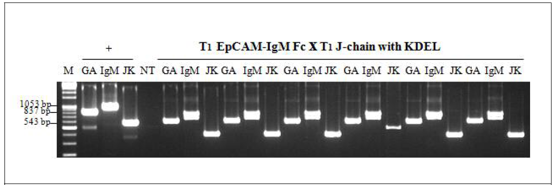 EpCAM-IgM x J chain KDEL 도입 T1 x T1 개체 PCR검정