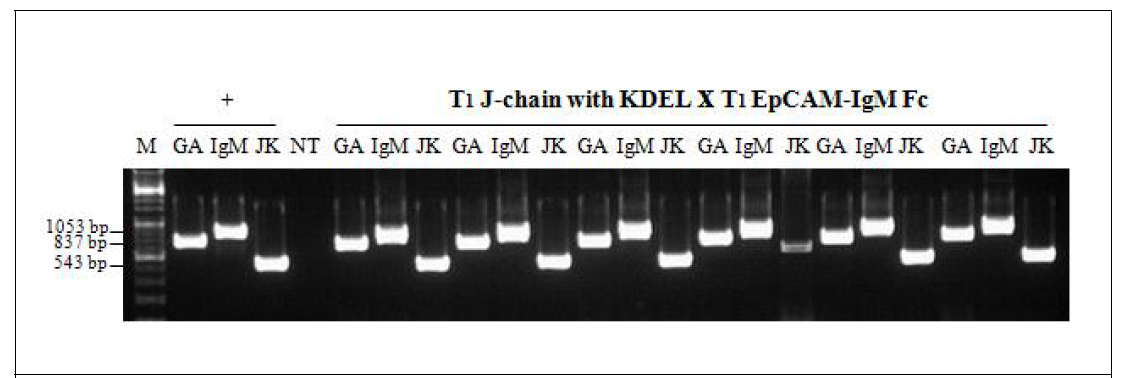 J chain KDEL x EpCAM-IgM 도입 T1 x T1 개체 PCR검정