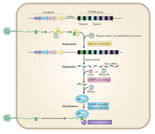 CRISPR/Cas 체계 (Nat Rev Microbiol. 12: 479-492 (2014))