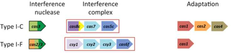 Type I-C 및 I-F CRISPR/Cas 체계의 Cas 단백질 구성 (Biochem J. 452: 155-166 (2013))