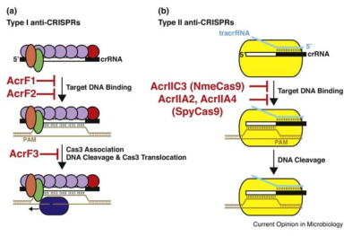 Anti-CRISPR 단백질의 CRISPR-Cas 기능 무력화 Curr Opin Microbiol. 37: 120-127 (2017))