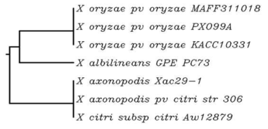 Type I-C Cas 단백질 서열에 기반을 둔 잔토모나 스 세균들의 Phylogenetic tree