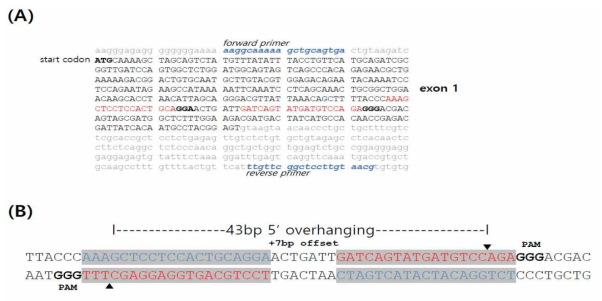 Chicken myostatin (MSTN) gene structure and targeted site design for nickase-mediated mutant induction. (A) Sequences of chicken MSTN exon1 and intron. The bold ATG indicates the start codon and the blue italic sequences present the forward and reverse primer for PCR amplification. The red sequences are the targeted sites of the Cas9-D10A nickase. (B) The left and right target sequences (highlighted boxes) for the nickase. The target site has +7bp offset and consequently, the targeted sites show 5’ overhanging 43bp after the nickase-mediated DNA breaks. The red sequences are the targeted sites and the blue sequences are the complimentary sequences. The bold sequences indicate the protospacer adjacent motif (PAM). The arrow heads are the cleavage positions by the Cas-D10A nickase