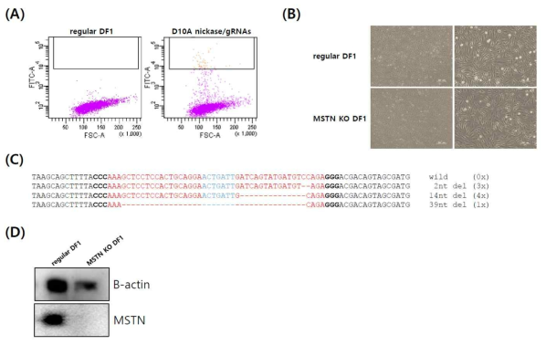 Knockout of chicken myostatin (MSTN) gene and identification of mutant genotype in the targeted sites. (A) Fluorescence-activated cell sorting (FACS) of GFP-positive cells after co-transfection of the Cas9-D10A nickase expression vector with green fluorescent gene (GFP) gene and targeted multiplex guide RNAs (gRNAs). (B) Phenotypic comparison between regular and MSTN knockout DF1 cells. (C) Mutant genotypes of the targeted MSTN gene induced by the nickase. (D) Western blotting of chicken MSTN in regular and MSTN knockout DF1 cells