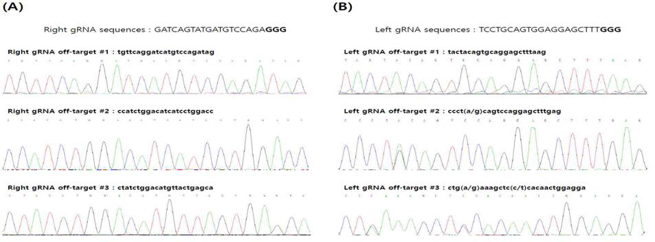 Analysis of the predicted off-target sites. (A) Sequence analysis of the predicted off-target for right guide RNA (gRNA) sequences. (B) Sequence analysis of the predicted off-target for left gRNA sequences. Parentheses indicate single nucleotide polymorphism (SNP) in the targeted sites