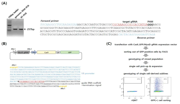 MyoD gene knockout in QM7 cells. (A) Genomic sequence and structure of the quail MyoD gene. (B) Expression vector of Cas9-GFP and MyoD guide RNA (gRNA). The U6 promoter controls gRNA transcription followed by a termination signal. (C) Experimental overview and fluorescence-activated cell sorting (FACS) for the development of single cell-derived MyoD knockout QM7 sublines. (D) Genotypes of MyoD-knockout mixed QM7 cells. (E) Genotypes of single cell-derived MyoD-knockout QM7 sublines (QM7 MyoD KO#4)