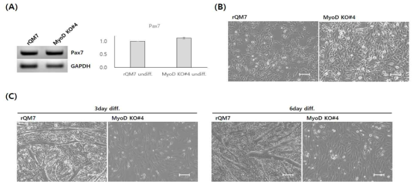 Characterization of MyoD-knockout QM7 cells. (A) Pax7 expression in regular QM7 (rQM7) and MyoD-knockout QM7 (MyoD KO#4) cells. There were no significant differences between rQM7 and MyoD KO#4 cells. (B) Morphology of undifferentiated rQM7 and MyoD KO#4 cells. (C) Morphological changes 3 or 6 days after differentiation. rQM7 cells transformed into myotubes during differentiation. No morphological changes were evident in MyoD KO#4 cells after 6 days of differentiation (scale bars=200um)