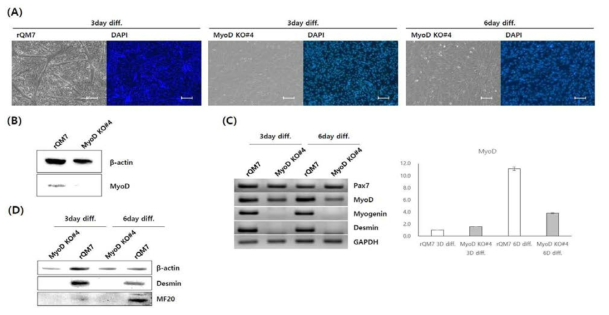 (A) Nuclear fusion in regular QM7 (rQM7) and MyoD-knockout QM7 (MyoD KO#4) cells during myotube differentiation. No fusion was evident in MyoD KO#4 cells even after 6 days of differentiation. (B) Western blotting detected MyoD protein in rQM7 and MyoD KO#4 cells after 3 days of differentiation. (C) RT-PCR analysis of myogenic differentiation-related genes and quantitative RT-PCR of the MyoD gene in rQM7 and MyoD KO#4 cells during differentiation. (D) Detection of myogenic differentiation-related genes in rQM7 and MyoD KO#4 cells during differentiation (scale bars=200um)