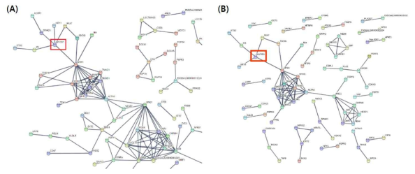 String analysis of differentially expressed genes (DEGs) processed by RNA-sequencing data. (A) String analysis of total DEGs of rQM7 and MyoD KO#4 cells during differentiation. (B) String analysis of DEGs significantly decreased in MyoD KO#4 cells during differentiation. The red box indicates the MyoD transcript