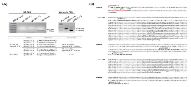 Sequencing analysis of genomic PCR and RT-PCR for quail SH3RF2 gene structure