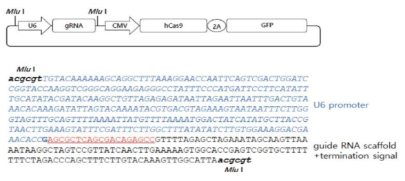 The gRNA-Cas9 expression vector. Expression vector and Cas9-green fluorescent protein (GFP) and qSH3RF2 gRNA sequences. The U6 promoter controls gRNA transcription followed by a termination signal