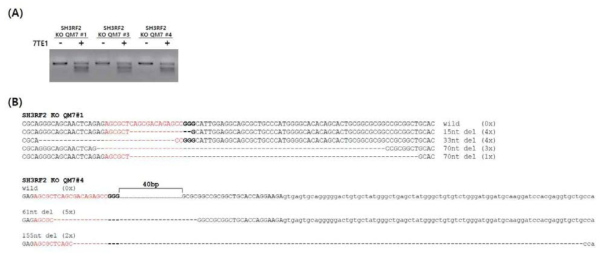 Genomic mutation analysis in single cell-derived knockout quail myoblast (QM7) cells. (A) T7E1 assay for the targeted sites in quail SH3RF2 in knockout (KO) QM7 cells. (B) Mutated target DNA sequences of SH3RF2 KO QM7#1 and #4 cells. The dashed and red sequences denote the deleted nucleotides and targeted sequences, respectively. SH3RF2 KO QM7#4 cells exhibited the mutant genotype (61 and 155 nucleotide deletions), whereas SH3RF2 KO QM7#1 cells exhibited a mixed genotype (15, 33, and 70 nucleotide deletions)