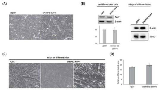 Differentiation and characterization of SH3RF2 KO QM7#4 cells. (A) Morphology of undifferentiated rQM7 and SH3RF2 KO QM7#4 cells (scale bar = 200 μm). (B) Quantitative reverse transcription-polymerase chain reaction of undifferentiated rQM7 and SH3RF2 KO QM7#4 cells (left panel) and Western blot analysis of MyoD expression in rQM7 and SH3RF2 KO QM7#4 cells 6 days after differentiation (right panel). (C) Morphological changes 6 days after differentiation. Similar to rQM7 cells, SH3RF2 KO QM7#4 cells transformed into myotubes during differentiation. Arrows indicate nuclear fusion and multiple nuclei in the differentiated myotubes (scale bar = 200 μm). (D) Comparison of the differentiated areas between rQM7 and SH3RF2 KO QM7#4 cells 3 days after the induction of differentiation. KO, knockout; QM7, quail myoblast; rQM7, regular QM7