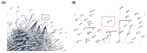 String analysis of differentially expressed genes (DEGs) processed by RNA-Seq data. (A) String interaction analysis of the SH3RF2 gene in undifferentiated QM7 cells. (B) String analysis of DEGs in SH3RF2 KO QM7#4 cells during differentiation. The red box indicates the SH3RF2 transcript. No statistically significant interaction or regulatory pathway during myotube differentiation was identified. SH3RF2, SH3 domain containing ring finger 2; KO, knockout; QM7, quail myoblast