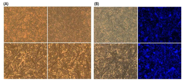 (A) Differentiated pCM myoblast into myotubes in the differentiation media for 4 days. (B) Detection of nucleus fusion in the differentiated myotubes of pCM cells with DAPI staining