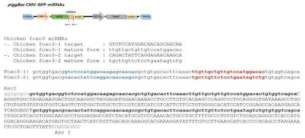 miRNA expression vector for chicken Foxo3 gene Knockdown and targeted miRNA sequences. miRNA expression vector was constructed into piggyBac transposon elements and basic miRNA scaffold sequences were originated from chicken endogeneous miRNA126