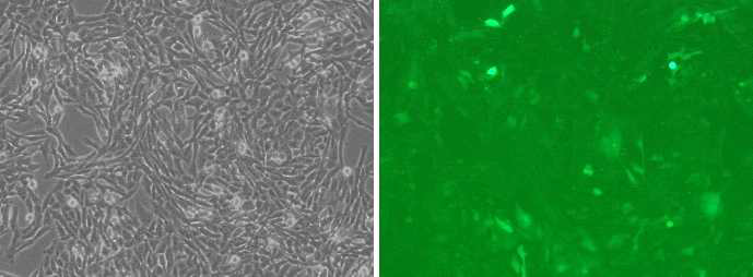 Establishment of Foxo3 Knockdown (KD) pCM subline after transfecton of miRNA expression vector and puromycin treatment (10ug/ml). Foxo3 KD pCM cells are stably expressing the eGFP and it could be expected to co-express the miRNAs for Foxo3 transcript