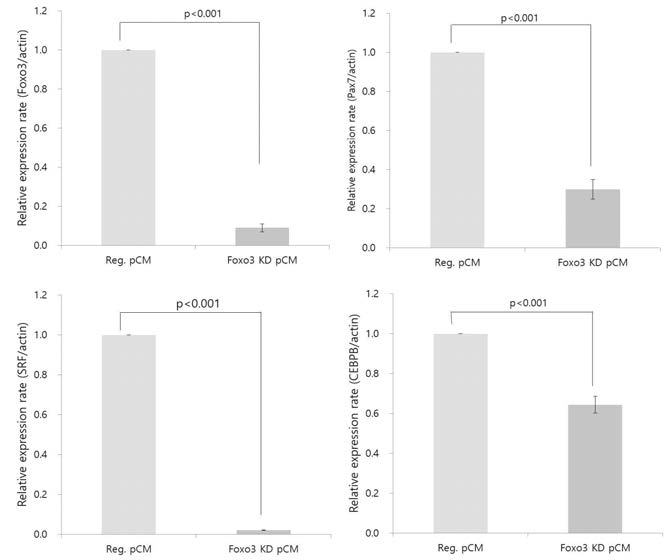 Comparison of gene expression profiles (Foxo3, Pax7, SRF, and CEBPB) between reg. pCM and Foxo3 KD pCM by Quantitative RT-PCR (qRT-PCR) analysis