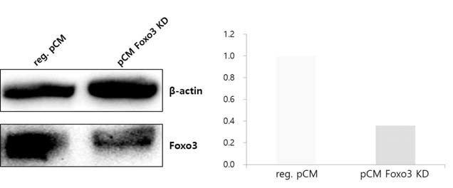 Comparison of Foxo3 expression between reg. pCM and Foxo3 KD pCM by Western blotting