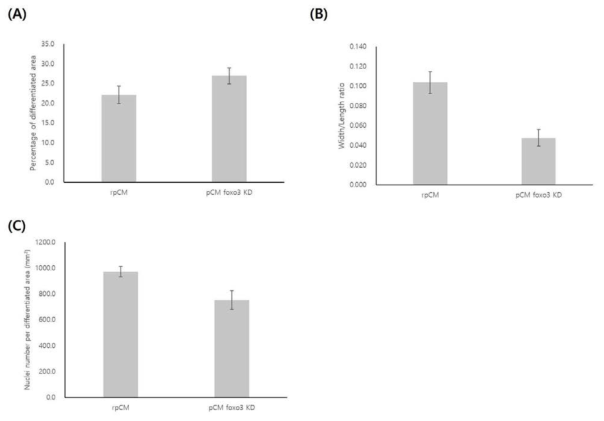 Characterization and comparisons of myotube differentiation between Reg. pCM and Foxo3 KD pCM cells. (A) Percentage comparison of differentiated area after 4 day differentiation. (B) Width/length ratios of differentiated area after 4 day differentiation. (C) Comparison of nuclei numbers per differentiated area after 4 day differentiation