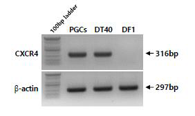 RT-PCR analysis of CXCR4 transcript in different chicken cell types (chicken PGCs, DT40, and DF1). PGCs and DT40 cells strongly expressed CXCR4, but DF1 cells did not