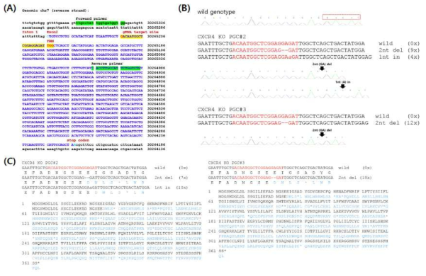 (A) Schematic clustered regularly interspaced short palindromic repeats (CRISPR) designs for the chicken CXCR4 gene on chromosome 7 and the genomic mutation analysis. The sequences of the guiding RNA target site for CRISPR CXCR4 were located in the second exon of the chicken CXCR4 gene. The TGG in red is a protospacer adjacent motif. The lowercase and capital letters are the sequences of an intron and exon, respectively. (B) The mutated target DNA sequences of the chicken PGC sublines (CXCR4 KO PGC #2 and #3) induced by CRISPR CXCR4. Dashes in the DNA sequences denote the deleted nucleotides; the inserted nucleotide in CXCR4 KO PGC# 2 is indicated by a lowercase letter in italics. (C) The mutant genotypes show the frameshift in the translated proteins that induce amino acid changes and a stop codon (asterisk)