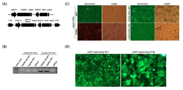 (A) Transgene expression vectors for enhanced green fluorescent protein (eGFP), Discosoma red fluorescent protein (DsRed), or the chicken CXCR4 gene controlled by a cytomegalovirus (CMV) promoter. The constructs were inserted between the 5’-terminal repeat (5’-TR) and the 3’-TR piggyBac transposon elements. The neomycin-resistant (NeoR) gene was used as a selection marker. (B) RT-PCR analysis after transfection and selection of piggyBac CMV-chicken CXCR4 overexpression. (C) Fluorescent images of eGFP or DsRed-expressing normal PGCs and eGFP-expressing CXCR4 KO PGCs. All PGC sublines strongly expressed the fluorescent reporter transgene (magnification, 100×). (D) eGFP-expressing DF1 and DT40 cells after transfection and selection of the piggyBac CMV-eGFP expression vector (magnification, 100×)