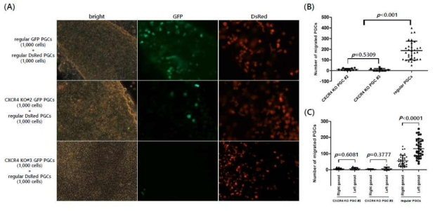 In vivo migration assay of normal PGCs and CXCR4 KO PGCs after transplantation into recipient embryos. (A) Dissected embryonic gonads on Day 6 of incubation after transferring a combination of normal and CXCR4 KO PGCs. A combination of normal GFP and DsRed PGCs was used as a control, and the migration capacity of the eGFP-expressing CXCR4 KO PGCs was compared after co-injection of normal DsRed-expressing PGCs. An equal number of cells (1,000:1,000) was mixed and injected into the blood vessel of recipient embryos (magnification, 100×). (B) A comparison of the total number of migrated PGCs in the recipient embryonic gonads on Day 6. Each dot indicates the sum of the migrated PGC number in the right and left gonads of each individual recipient embryo. (C) A comparison of the number of migrated PGCs in the right and left gonads of the recipient embryos on Day 6. Each dot indicates the number of the individual recipient embryonic right or left gonad