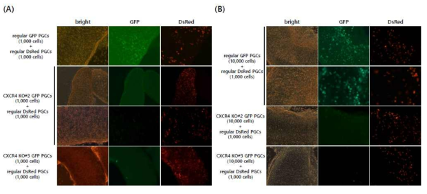 In vivo migration assay of normal PGCs and CXCR4 KO PGCs after transplantation into recipient embryos. (A) Dissected embryonic gonads on Day 10 of incubation after transfer of the normal and CXCR4 KO PGC combination. A combination of the normal GFP and DsRed PGCs was used as a control, and the migration capacity of eGFP-expressing CXCR4 KO PGCs was compared after co-injection of normal DsRed-expressing PGCs. An equal number of cells (1,000:1,000) was mixed and injected into the blood vessel of recipient embryos (magnification of the second panel, 50×; all other panels, 100×). (B) Dissected embryonic gonads on Day 6 of incubation after transferring a combination of CXCR4 KO PGCs and normal PGCs (10,000:1,000) (magnification of the second panel, 50×; all other panels, 100×)